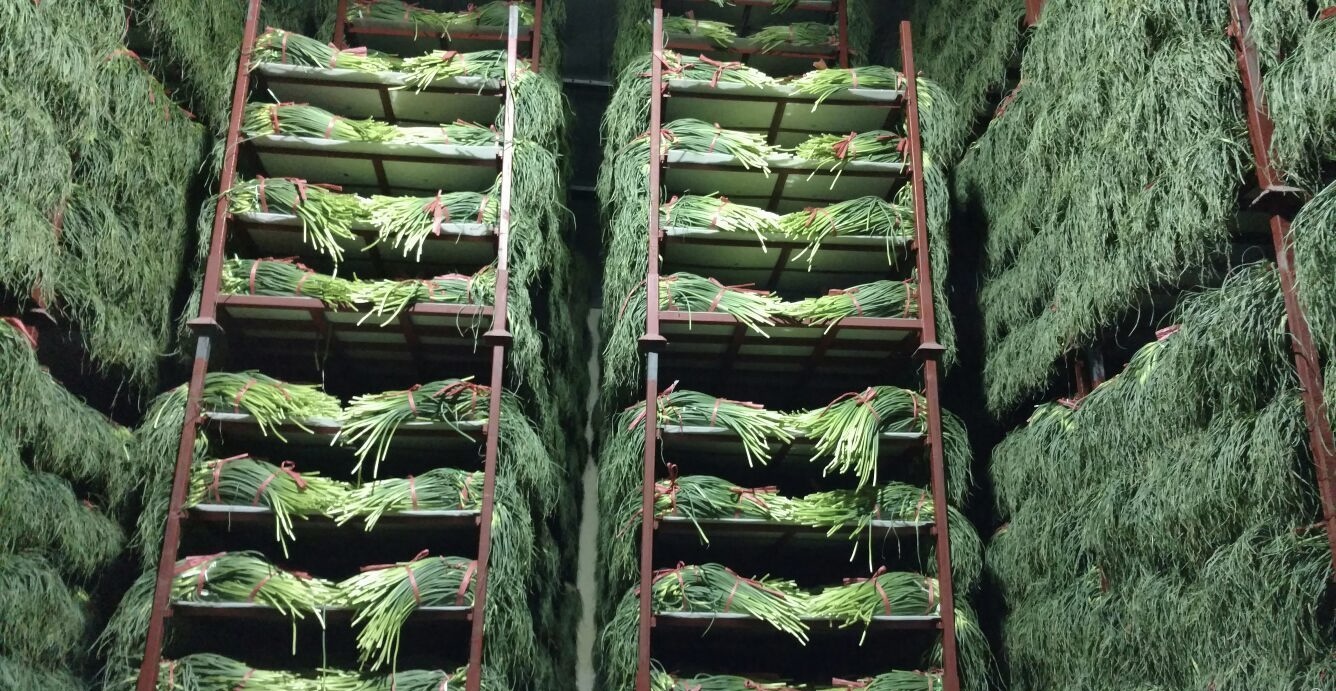 蒜苔在冷庫(kù)中的儲(chǔ)存方法