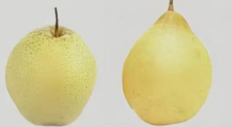 梨類存儲條件指南（雪梨、鴨梨）——不同品種溫濕度差異及實操方案